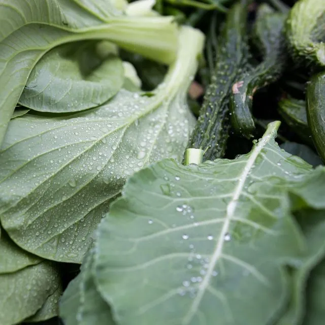 thumbnail for publication: Food Traceability Rule: Part 3—What Is a Food Traceability Plan and Who Is Required to Have One?